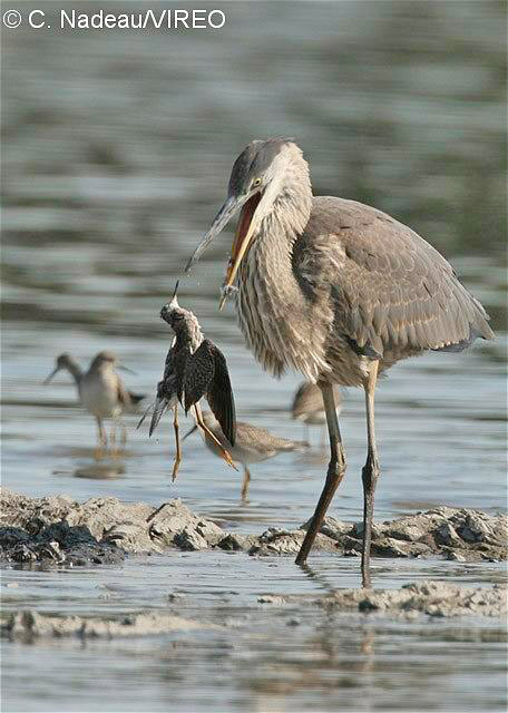 Great Blue Heron n09-1-077.jpg